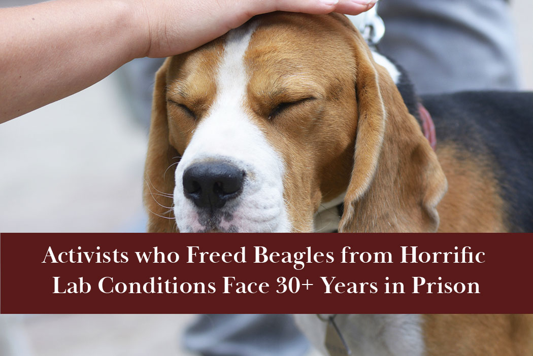Activists who Freed Ridglan Farms beagles from horrific lab conditions now face more than 30 years in prison.