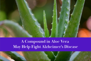 Aloe vera may help fight alzheimer's