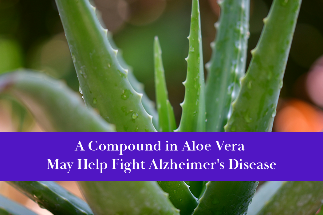 Aloe vera may help fight alzheimer's