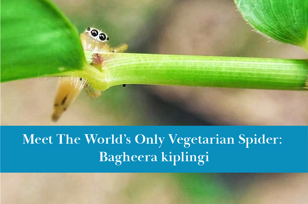 Bagheera kiplingi is the world's only known vegetarian spider!