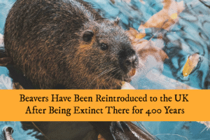 Beavers were hunted to extinction across the UK in the middle ages. Now, they're being reintroduced and are changing the landscape for the better.