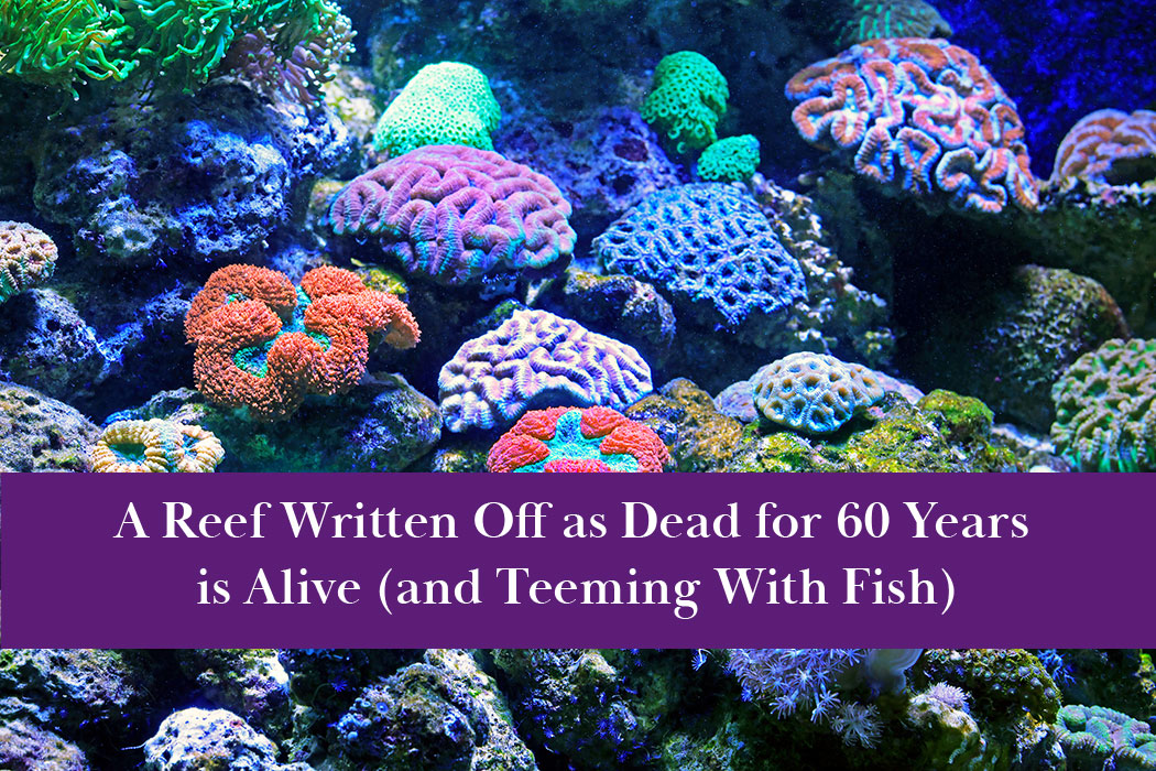 A coral reef off the coast of Benin is teeming with new life.