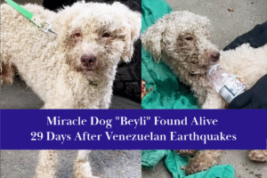 Beyli, a Two-year-old poodle, was found alive 29 days after Venezuelan earthquakes