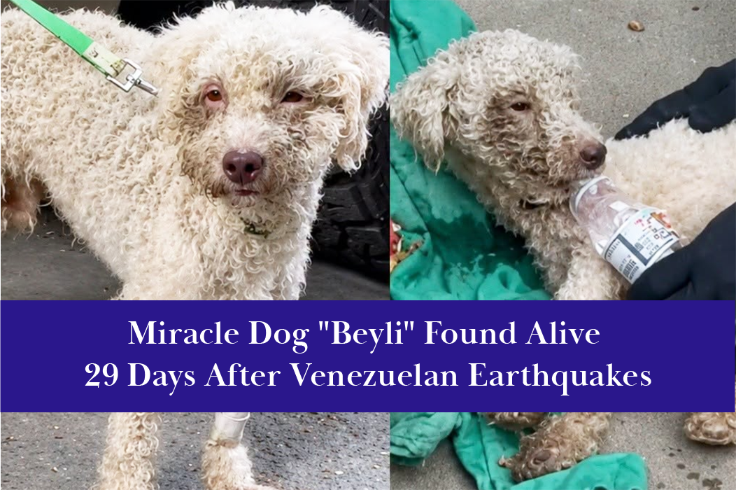 Beyli, a Two-year-old poodle, was found alive 29 days after Venezuelan earthquakes