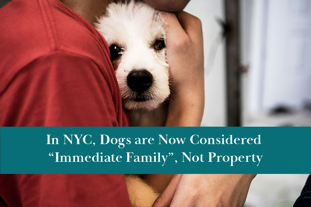 In NYC, dogs are now legally considered immediate family members rather than property.