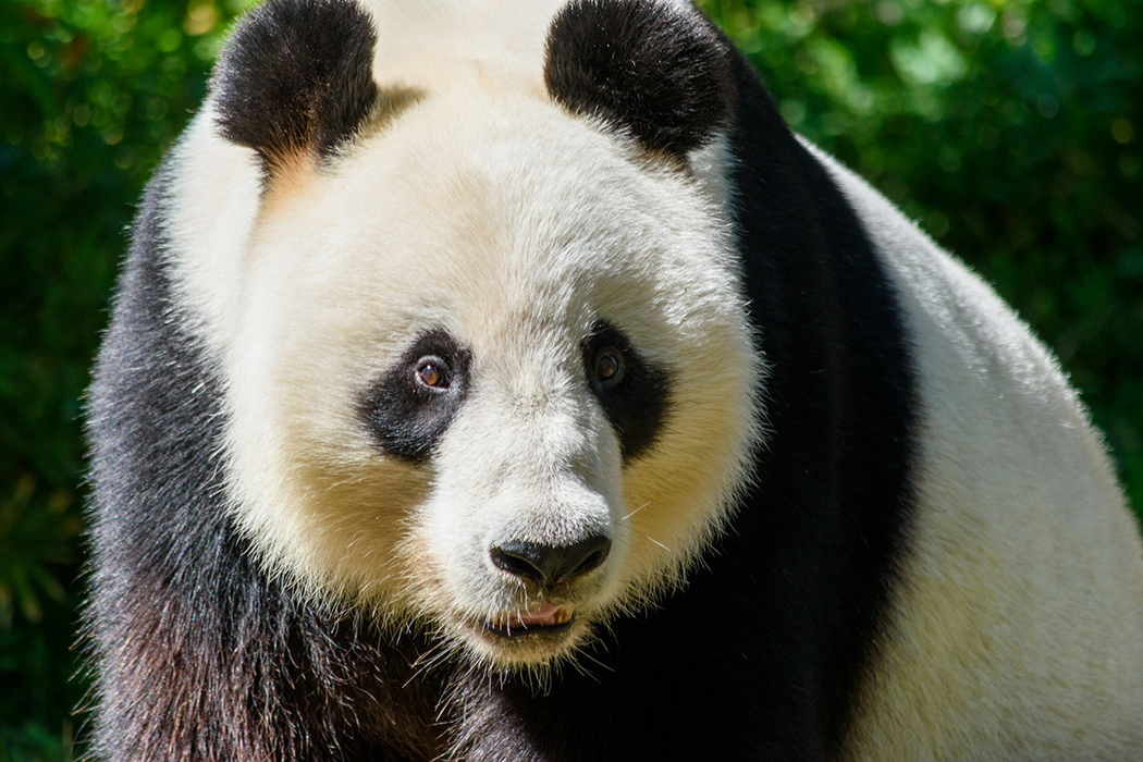 Giant pandas are no longer endangered!