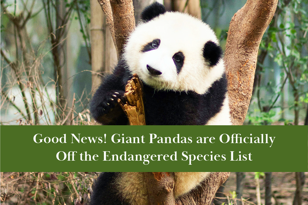 Good News! Giant Pandas are Off the Endangered List