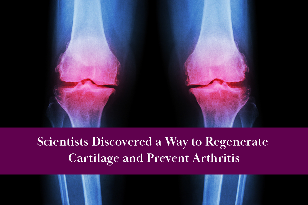 Scientists Discovered a Way to Regenerate Cartilage and Prevent Arthritis