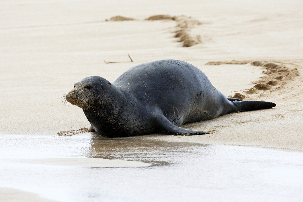 A tourist is facing federal prosecution after throwing a rock at an endangered monk seal in Hawaii.