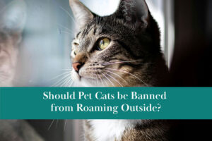 Should pet cats be banned from roaming outdoors?