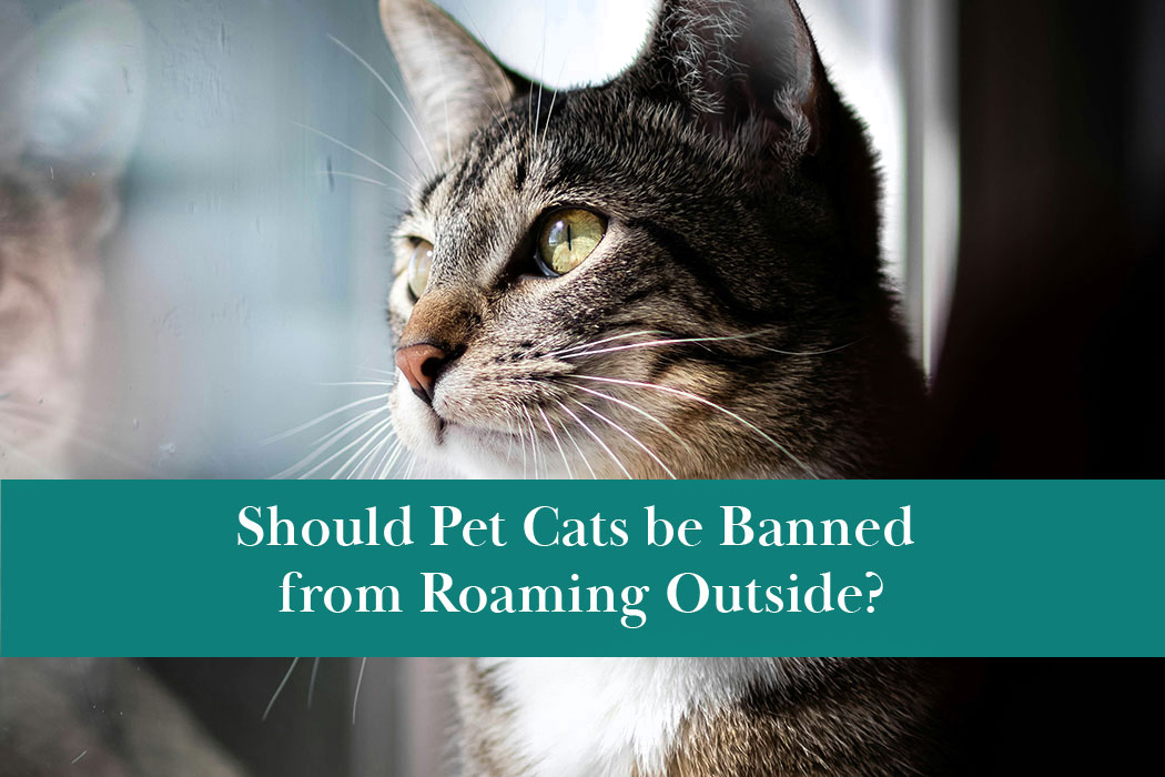 Should pet cats be banned from roaming outdoors?