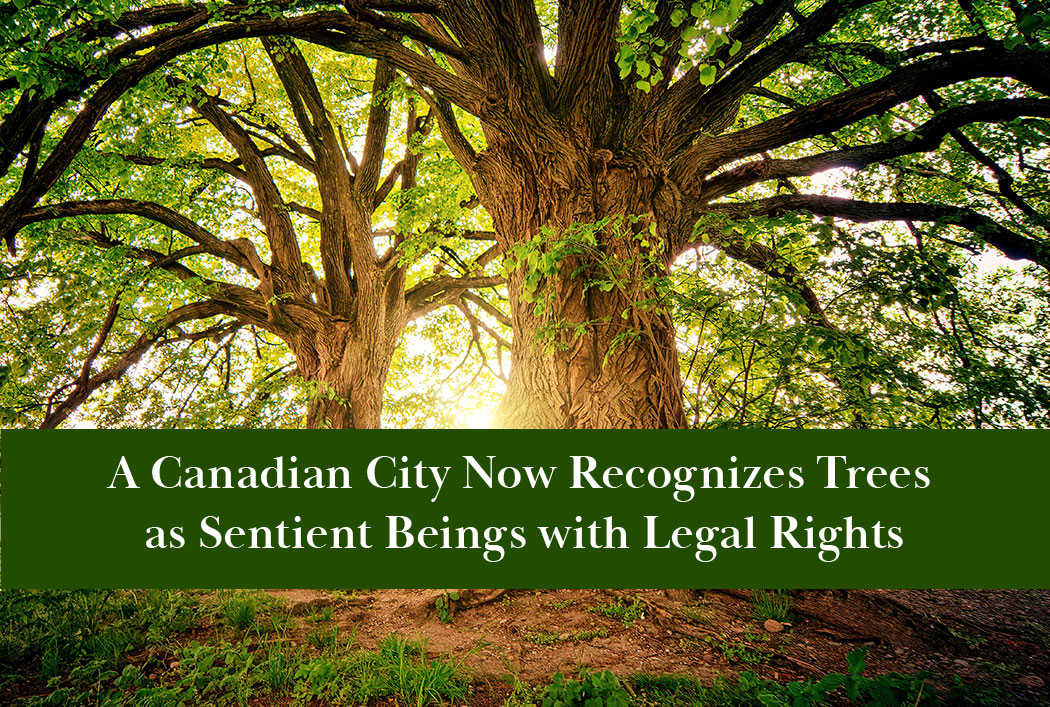 Terrasse-Vaudrueil is the first governing body in North America to sign the Universal Declaration of the Rights of Trees.