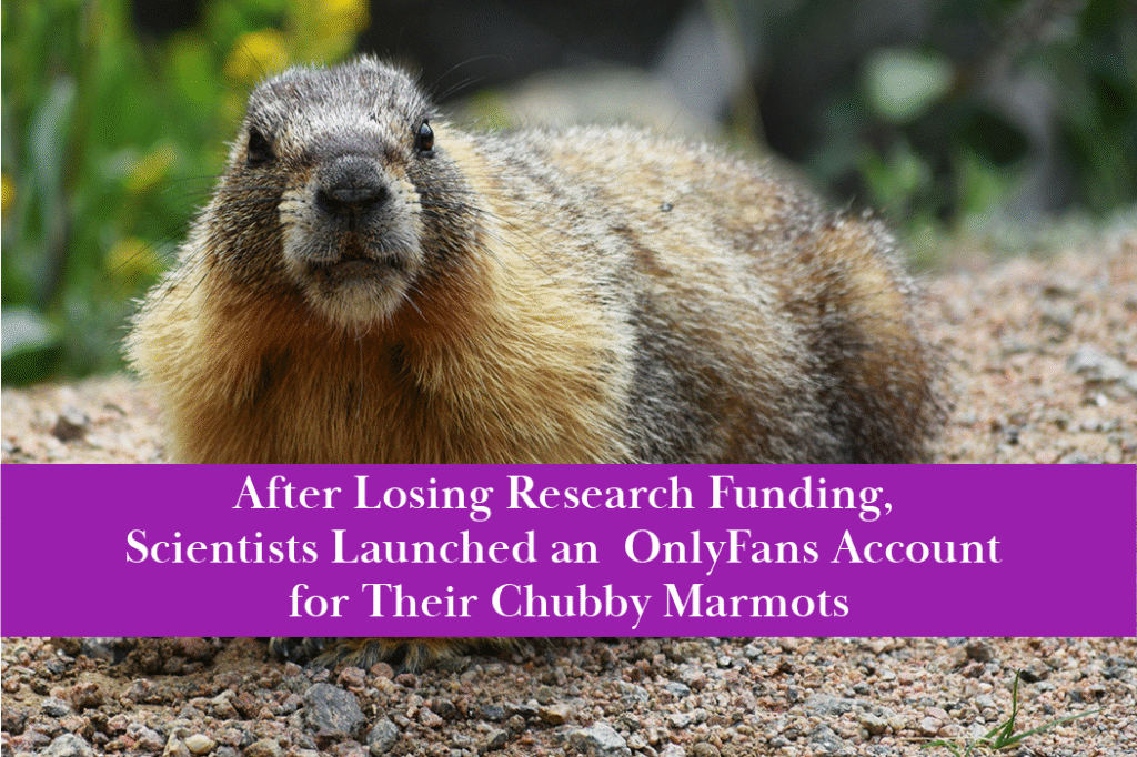 Scientists launched a safe-for-work OnlyFans account for their marmots