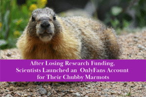 Scientists launched a safe-for-work OnlyFans account for their marmots